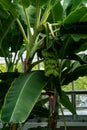 Baby bananas grow on the banana tree at pavilion of botanic garden Royalty Free Stock Photo