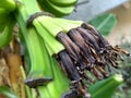 Baby bananas are growing from banana flower in garden area Royalty Free Stock Photo