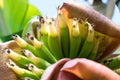 Baby bananas growing - shallow depth of field Royalty Free Stock Photo