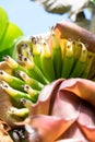 Baby bananas growing - shallow depth of field Royalty Free Stock Photo