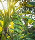 Baby bananas growing Royalty Free Stock Photo