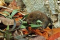 baby bank vole Myodes glareolus