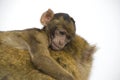 Baby Barbary Macaque Royalty Free Stock Photo