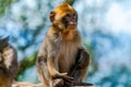Baby Barbary Macaque