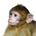 Baby Barbary Macaque - Macaca
