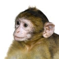Baby Barbary Macaque - Macaca Royalty Free Stock Photo