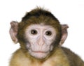 Baby Barbary Macaque - Macaca Royalty Free Stock Photo