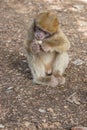 A young small Barbary Macaque monkey or ape, sitting on the ground, eating peanuts in Morocco Royalty Free Stock Photo