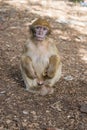 A young small Barbary Macaque monkey or ape, sitting on the ground, eating peanuts in Morocco Royalty Free Stock Photo