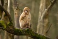 A baby barbary macaque monkey