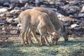 Baby Barbary Sheep, Aoudads Royalty Free Stock Photo