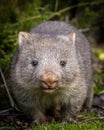 Baby bare nosed wombat