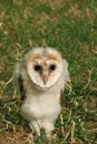 Baby Barn Owl Royalty Free Stock Photo