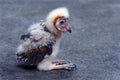 Baby Barn Owl Royalty Free Stock Photo