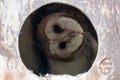 Baby Barn Owl in a Bird House Royalty Free Stock Photo