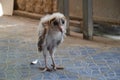 BABY BARN OWL