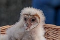 Baby Barn Owl Royalty Free Stock Photo