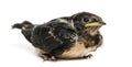 Baby Barn Swallow landed on the ground, Hirundo rustica Royalty Free Stock Photo