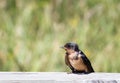 Baby Barn Swallow