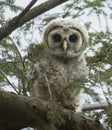 Baby Barred Owl in Ohio Royalty Free Stock Photo