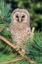 Baby Barred Owl perched in a Virginia pine tree