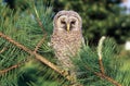 Baby Barred Owl Strix varia sitting in a pine tree Royalty Free Stock Photo