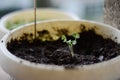 Baby basil plant Royalty Free Stock Photo