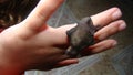 Baby bat on the hand of a little girl. kid wants to be an exotic vet. wildlife Royalty Free Stock Photo