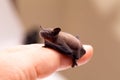 Baby Bat Sitting On Finger Royalty Free Stock Photo