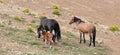 Baby bay colored male foal with his mother and father  in the Pryor Mountains wild horse refuge on the border of Montana USA Royalty Free Stock Photo