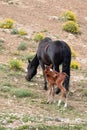 Baby bay colored male foal scratching while with his mother and in the Pryor Mountains wild horse refuge in Montana USA Royalty Free Stock Photo