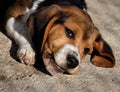 Baby Beagle Dog Royalty Free Stock Photo
