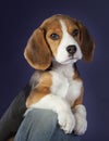 Baby beagle dog Royalty Free Stock Photo