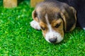 Baby Beagle dog Royalty Free Stock Photo