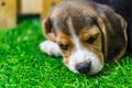 Baby Beagle dog sleeping Royalty Free Stock Photo