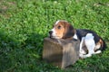 Baby beagle Royalty Free Stock Photo