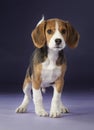 Baby beagle portrait