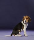Baby beagle side Royalty Free Stock Photo
