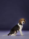 Baby beagle sideways Royalty Free Stock Photo