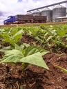 Baby bean plantation on field, with a unfocused truck and silos