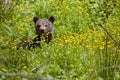 Who`s there baby bear in flowers