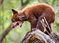 Baby bear cub yells for his mother for help in getting down out of the tree