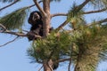 Baby Bear in a Pine Tree