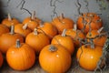 Baby Bear Pumpkins