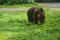 Baby bear walking on the green grass
