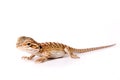 Baby Bearded Dragon