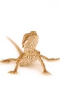 Baby Bearded Dragon Royalty Free Stock Photo