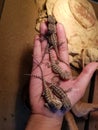 Baby Bearded Dragons in Hand