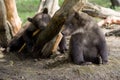 Baby bears