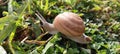 baby Beautiful Snail Royalty Free Stock Photo